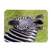 Portret van de Zebra van de vlakten, Hluhluwe-Umfo Magneet (Horizontaal)