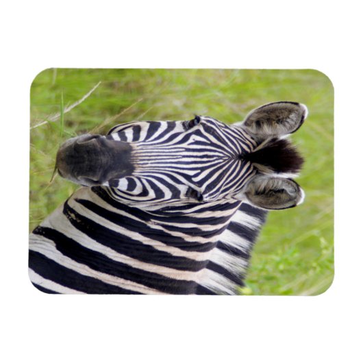 Portret van de Zebra van de vlakten, Hluhluwe-Umfo Magneet (Horizontaal)