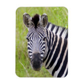 Portret van de Zebra van de vlakten, Hluhluwe-Umfo Magneet (Verticaal)