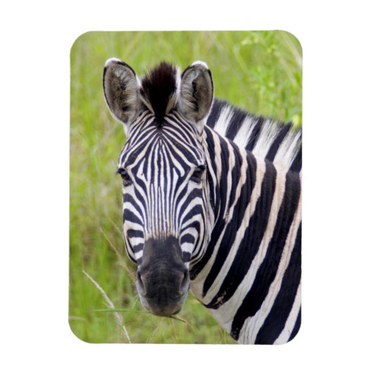 Portret van de Zebra van de vlakten, Hluhluwe-Umfo Magneet (Verticaal)