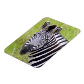 Portret van de Zebra van de vlakten, Hluhluwe-Umfo Magneet (Linkerzijde)