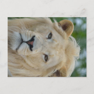 Portret van de Zuid-Afrikaanse witte lion Briefkaart