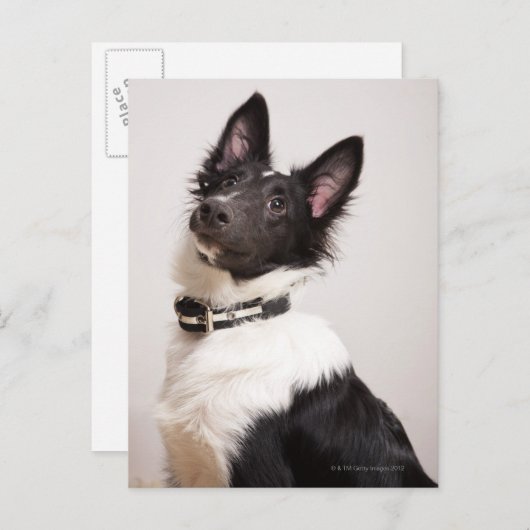 Portret van de zwarte en witte shetlandehond briefkaart (Voorkant / Achterkant)