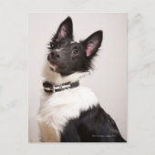 Portret van de zwarte en witte shetlandehond briefkaart (Voorkant)