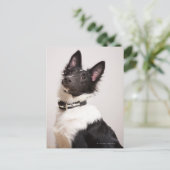 Portret van de zwarte en witte shetlandehond briefkaart (Staand voorkant)