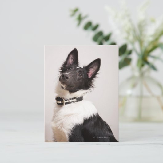 Portret van de zwarte en witte shetlandehond briefkaart (Staand voorkant)