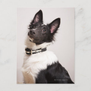 Portret van de zwarte en witte shetlandehond briefkaart