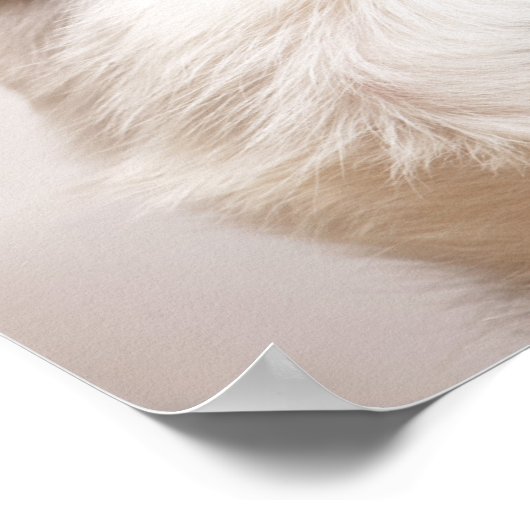 Portret van de zwarte en witte shetlandehond poster (Hoek)