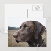Portret van Dog, Houston, Texas, VS Briefkaart (Voorkant / Achterkant)