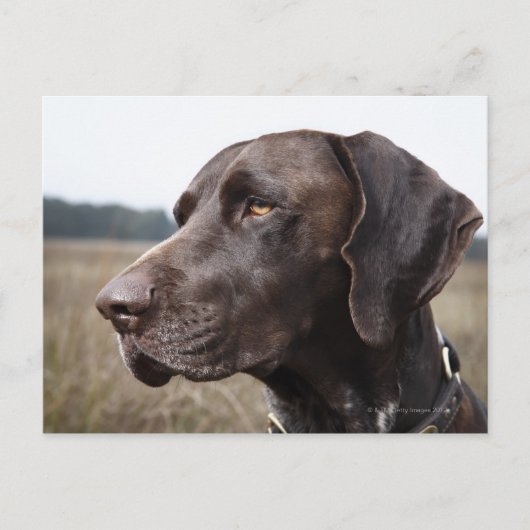 Portret van Dog, Houston, Texas, VS Briefkaart (Voorkant)