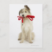 Portret van Dog met Leash Briefkaart (Voorkant)