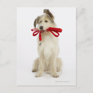 Portret van Dog met Leash Briefkaart