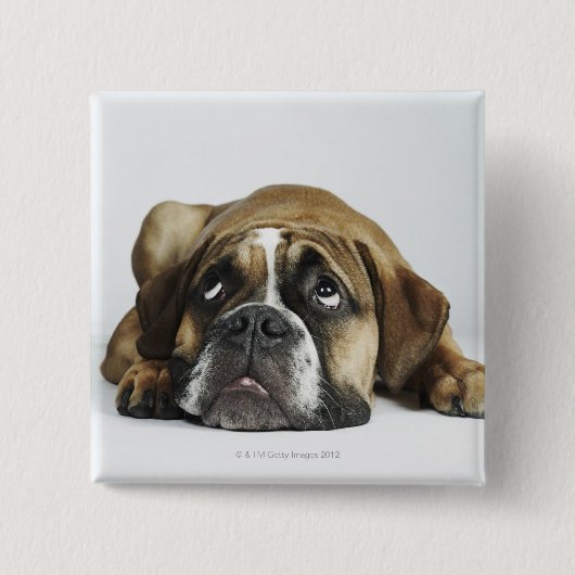 Portret van Dorset Old Tyme Bulldog Vierkante Button 5,1 Cm (Voorkant)