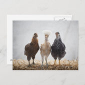 Portret van drie kippen die vooruit kijken briefkaart (Voorkant / Achterkant)