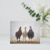 Portret van drie kippen die vooruit kijken briefkaart (Staand voorkant)
