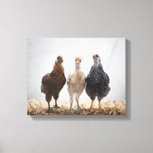 Portret van drie kippen die vooruit kijken canvas afdruk