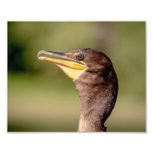 Portret van een aalscholver foto afdruk (Voorkant)
