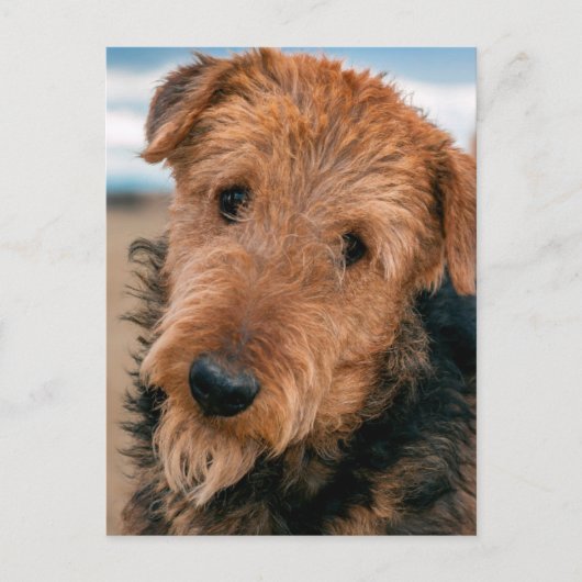 Portret van een Airedale Terrier Briefkaart (Voorkant)