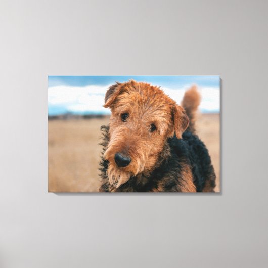 Portret van een Airedale Terrier Canvas Afdruk (Voorkant)
