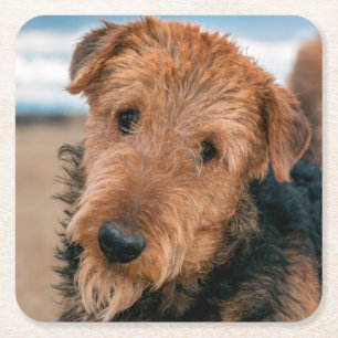 Portret van een Airedale Terrier Kartonnen Onderzetters