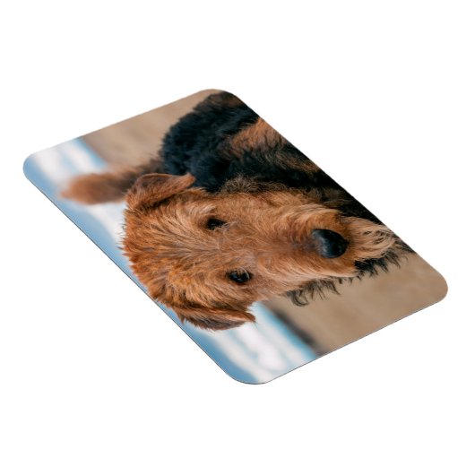 Portret van een Airedale Terrier Magneet (Rechterzijde)