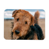 Portret van een Airedale Terrier Magneet (Horizontaal)