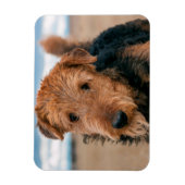 Portret van een Airedale Terrier Magneet (Verticaal)