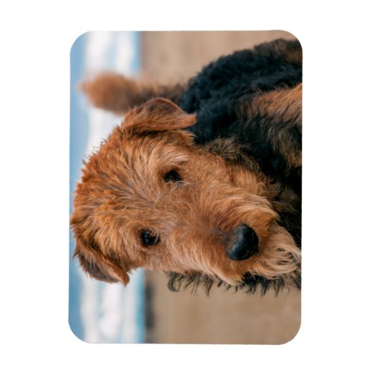 Portret van een Airedale Terrier Magneet (Verticaal)