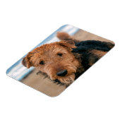 Portret van een Airedale Terrier Magneet (Linkerzijde)