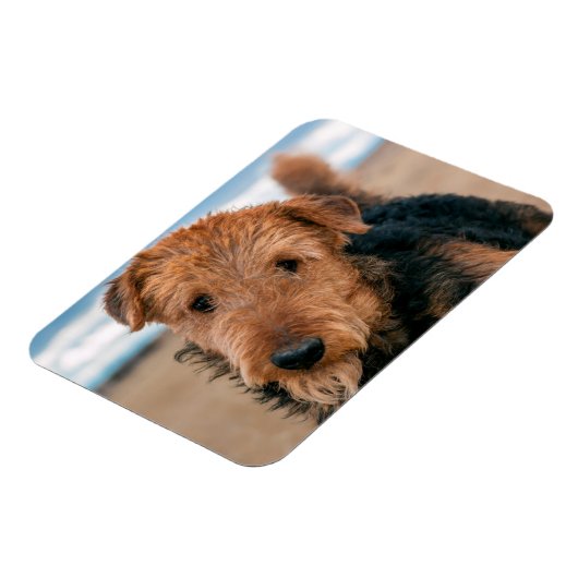 Portret van een Airedale Terrier Magneet (Linkerzijde)