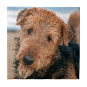 Portret van een Airedale Terrier Tegeltje