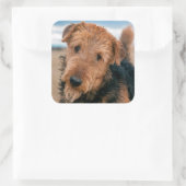 Portret van een Airedale Terrier Vierkante Sticker (Tas)