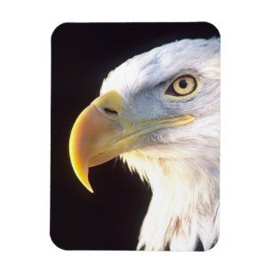 Portret van een Amerikaanse zeearend, Haliaeetus l Magneet