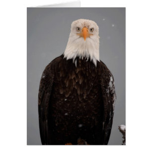 Portret van een Amerikaanse Zeearend in de Sneeuw,