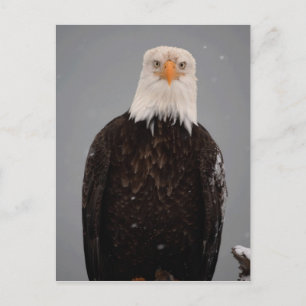 Portret van een Amerikaanse zeearend in de sneeuw, Briefkaart
