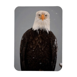 Portret van een Amerikaanse zeearend in de sneeuw, Magneet