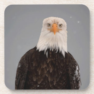Portret van een Amerikaanse zeearend in de sneeuw, Onderzetter