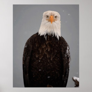 Portret van een Amerikaanse zeearend in de sneeuw, Poster