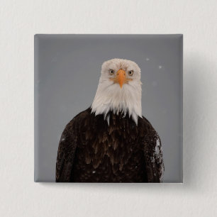 Portret van een Amerikaanse Zeearend in de Sneeuw, Vierkante Button 5,1 Cm