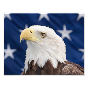 Portret van een Amerikaanse zeearend met sterren Foto Afdruk