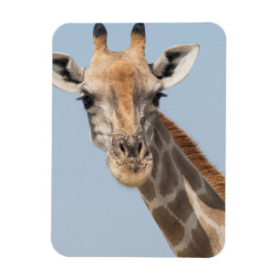 Portret van een Angolese giraffe Magneet