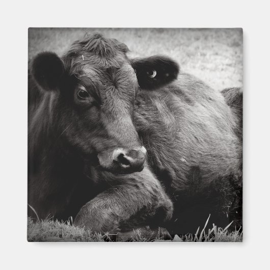 Portret van een Angus Magneet (Voorkant)