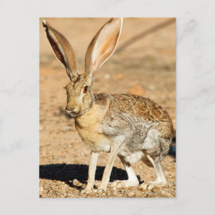 Portret van een antilope jackkonijn, Arizona Briefkaart