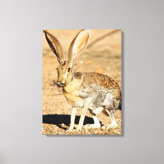 Portret van een antilope jackkonijn, Arizona Canvas Afdruk (Voorkant)