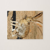 Portret van een antilope jackkonijn, Arizona Legpuzzel (Horizontaal)