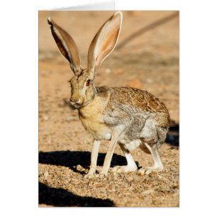 Portret van een antilope jackrabbit, Arizona