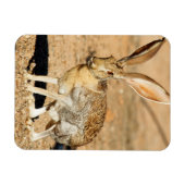 Portret van een antilope jackrabbit, Arizona Magneet (Horizontaal)