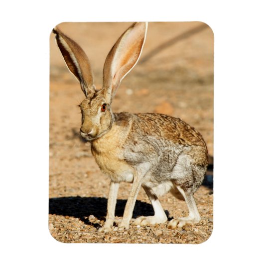 Portret van een antilope jackrabbit, Arizona Magneet (Verticaal)