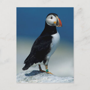 Portret van een Atlantische Papegaaiduiker Briefkaart
