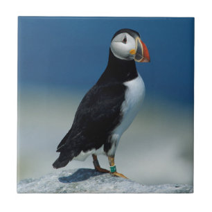 Portret van een Atlantische Papegaaiduiker Tegeltje